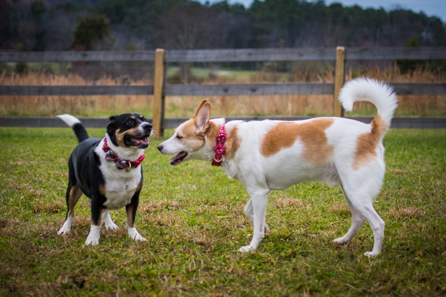 Dog Socialization Expert Tips to Help an Adult Dog Socialize Bay