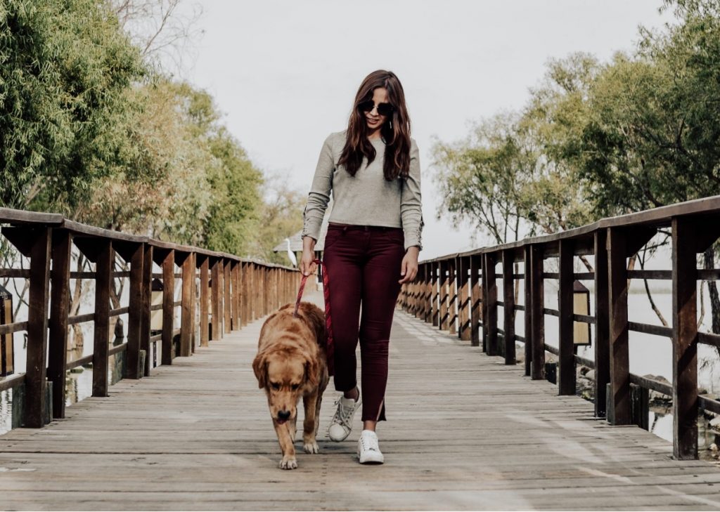 What is force-free dog training?