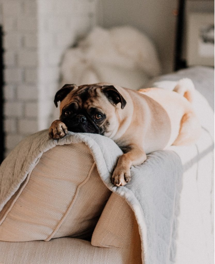 How to help a traumatized dog?