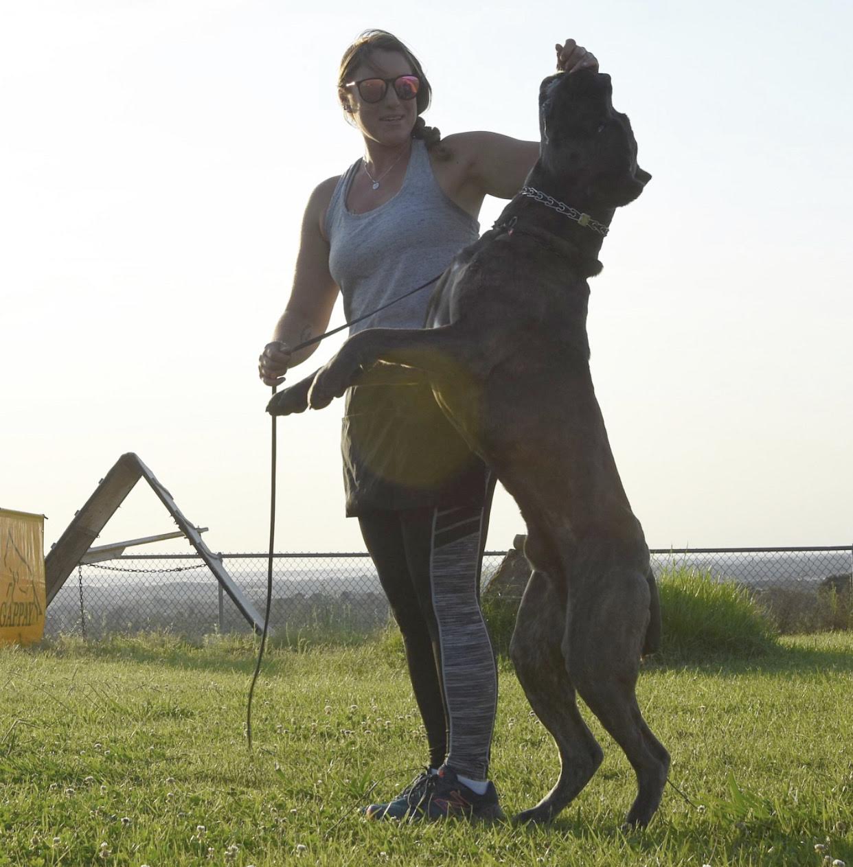 What Is Basic Obedience Training for Dogs?